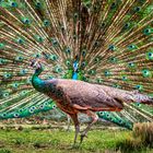 Dancing Peacock