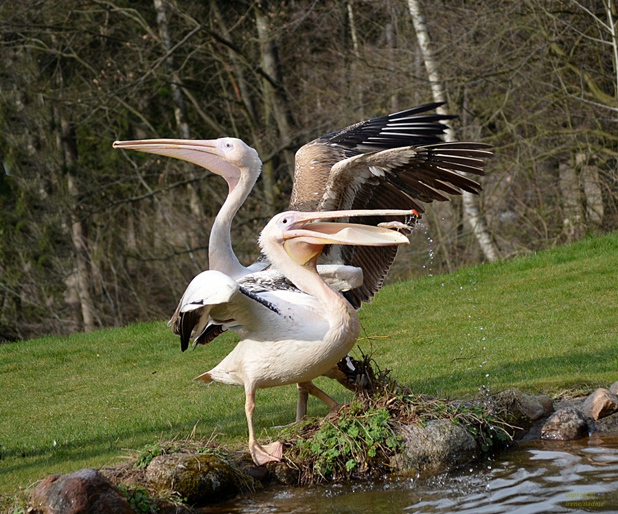 Dancing Pelikan´s :-)