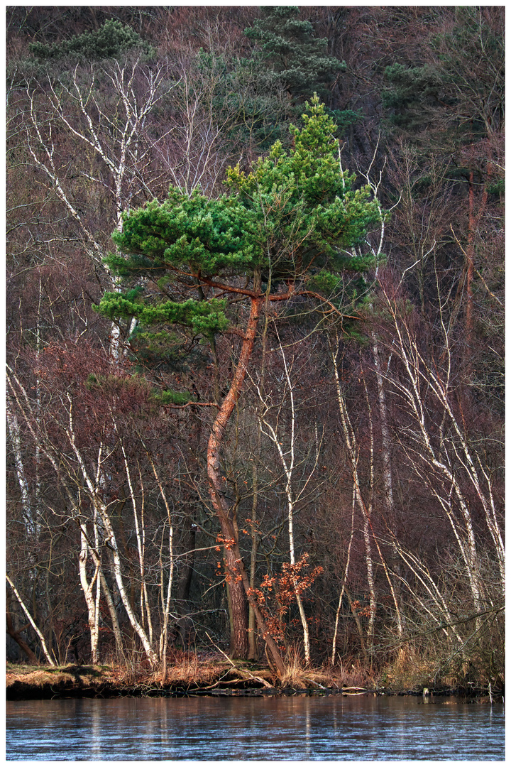 Dancing Pine 