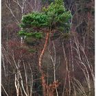 Dancing Pine 