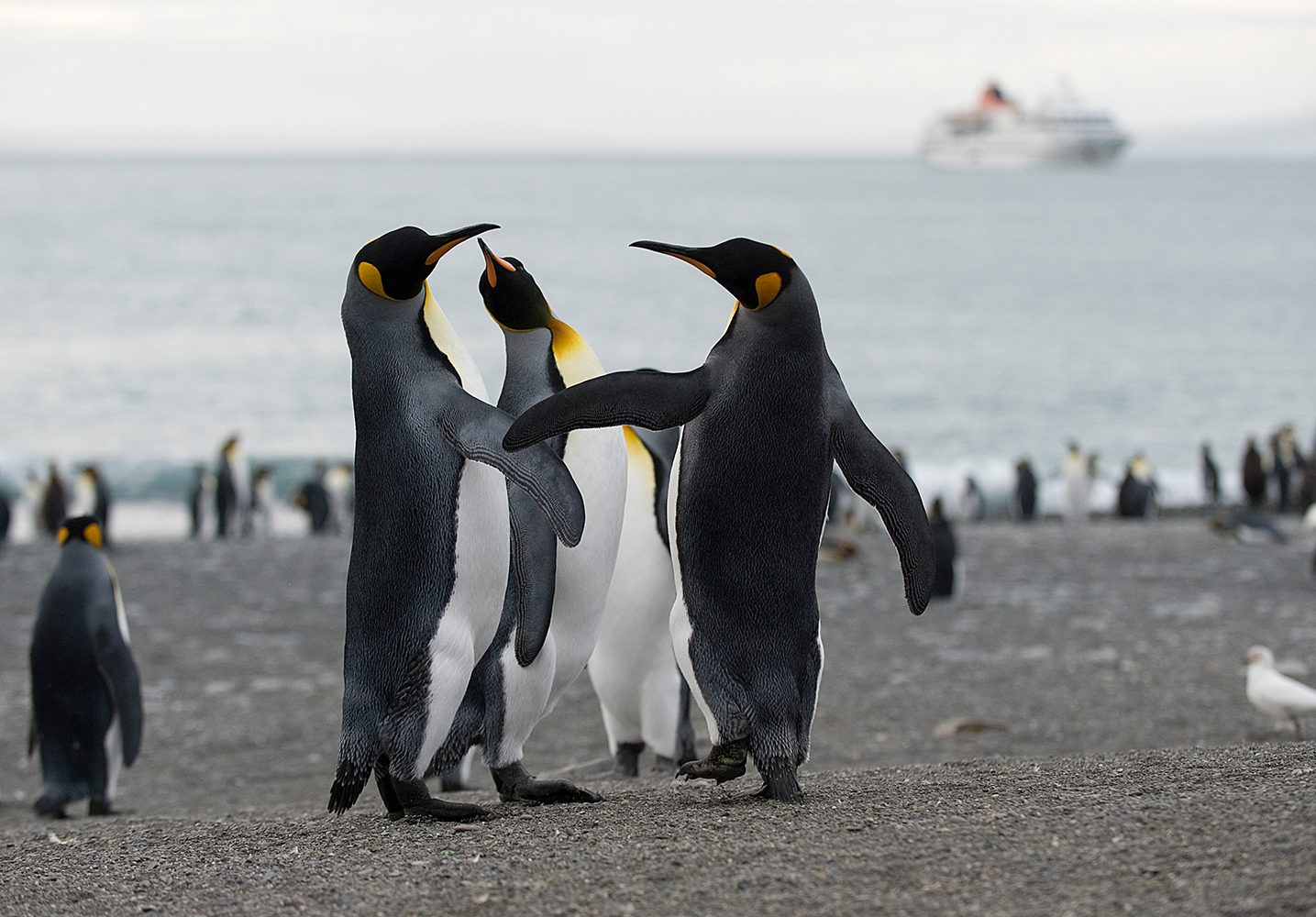 Dancing Pinguins