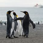 Dancing Pinguins