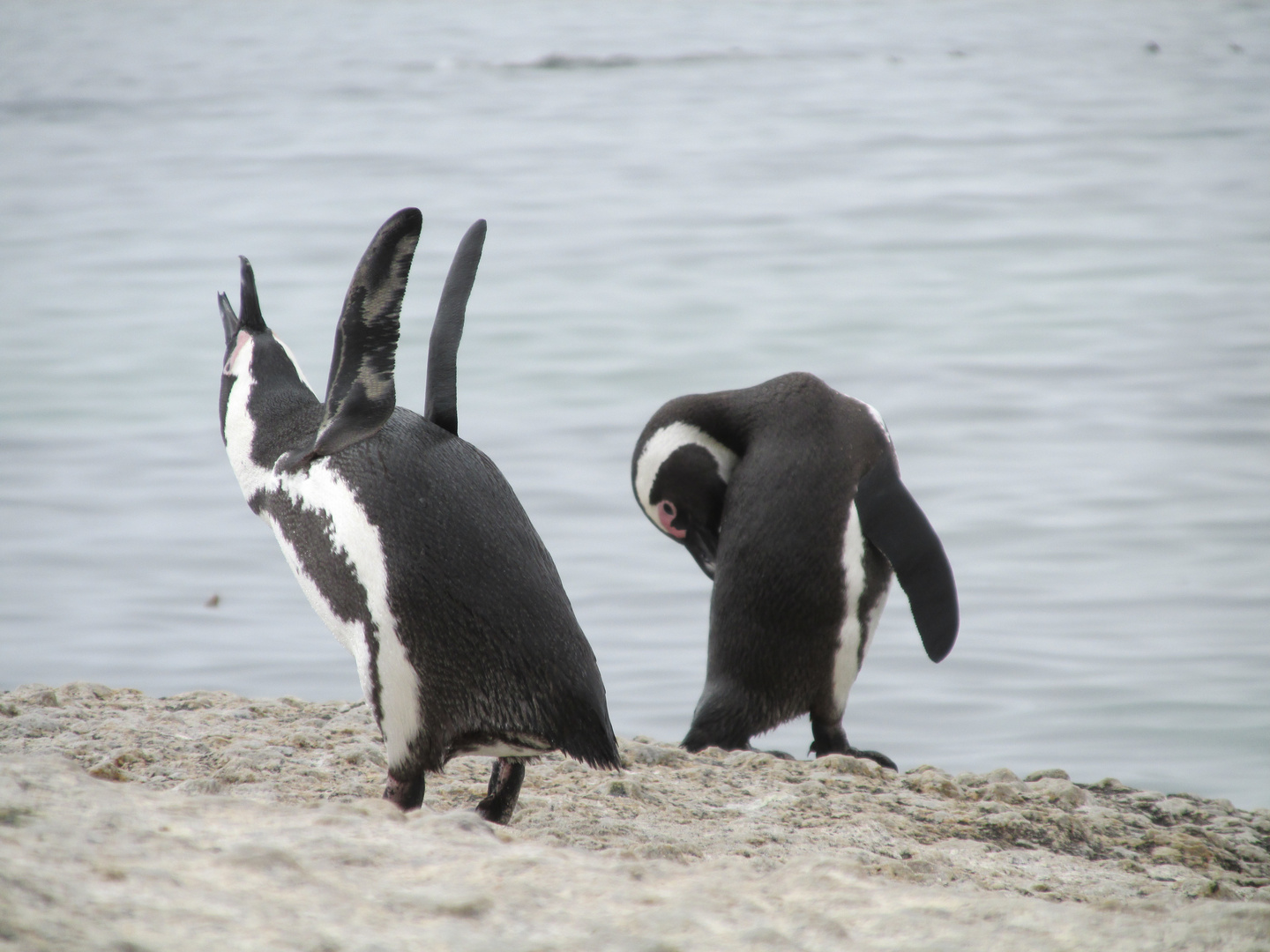 Dancing pinguins