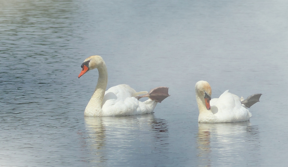 Dancing queens…….