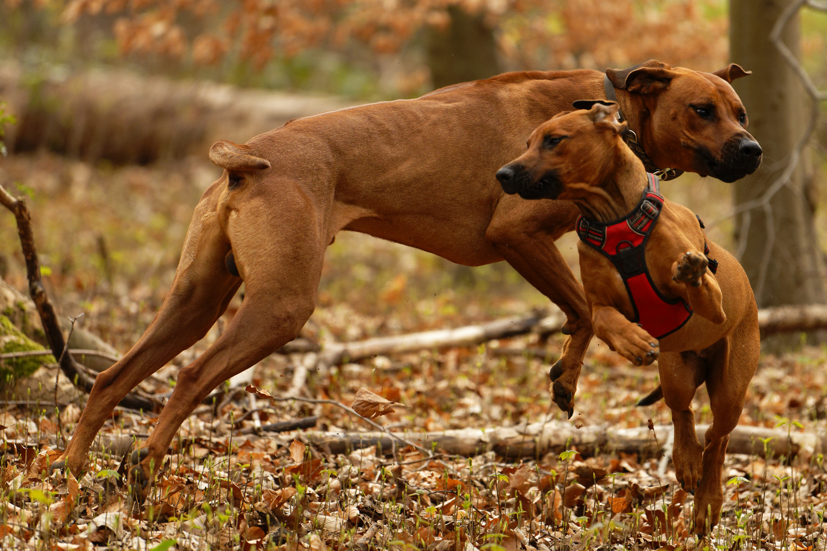 dancing Ridgebacks