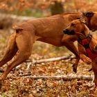 dancing Ridgebacks