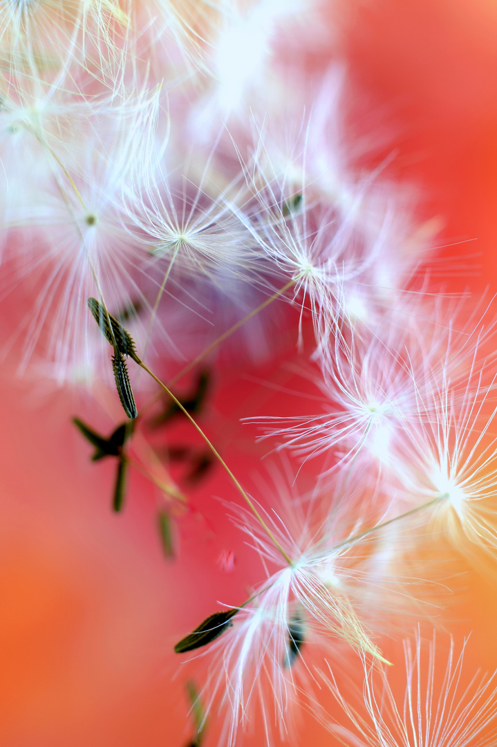 Dancing seed umbrellas