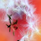 Dancing seed umbrellas