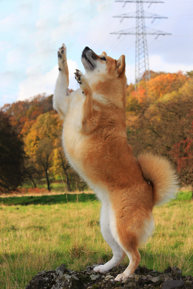 Dancing Shiba...