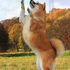 Dancing Shiba...