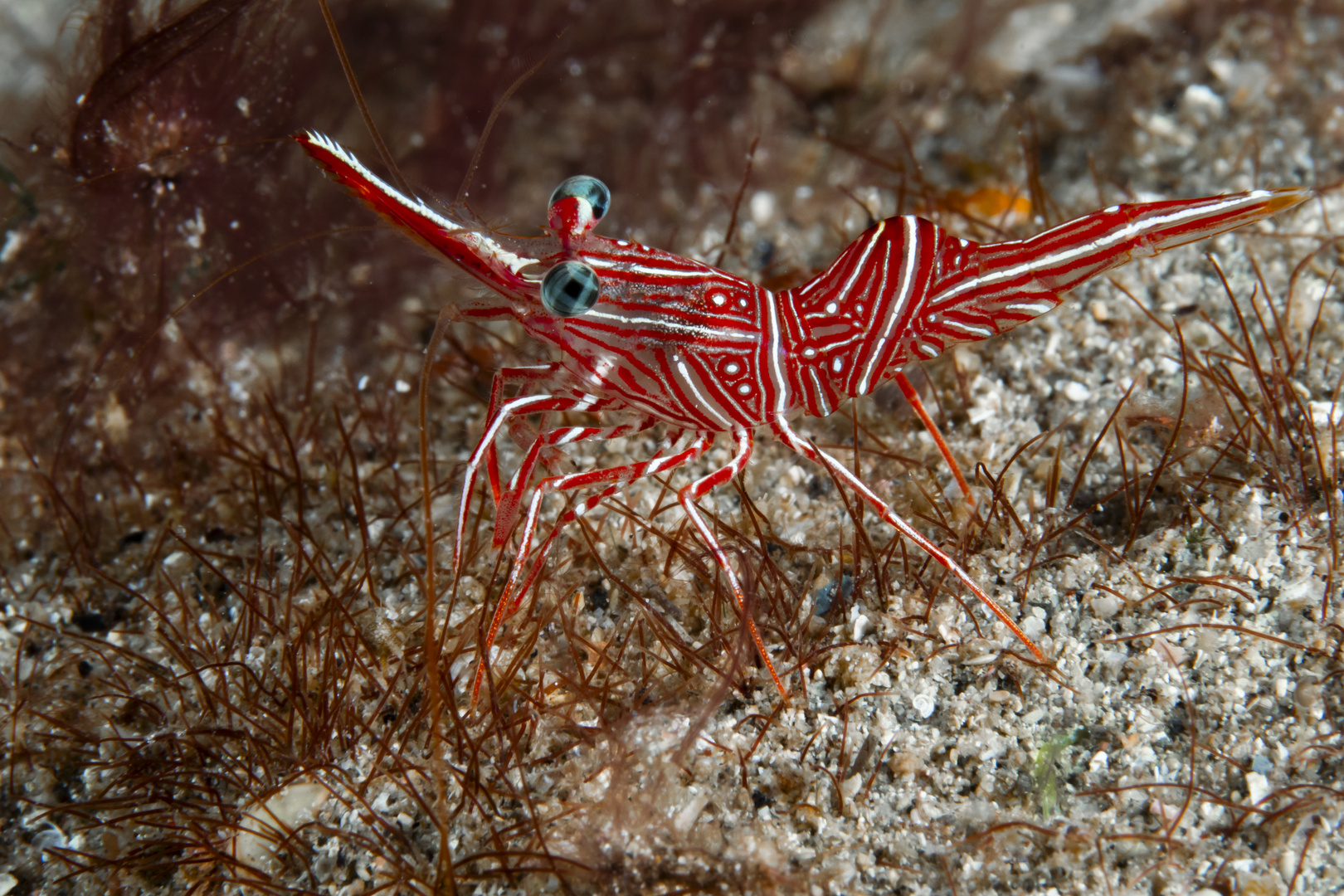 Dancing Shrimp