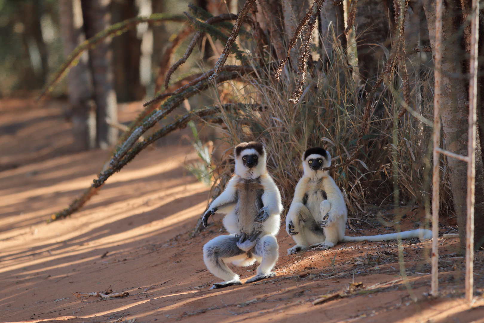 Dancing Sifaka (1/3)