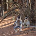 Dancing Sifaka (1/3)