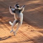 Dancing Sifaka (2/3)