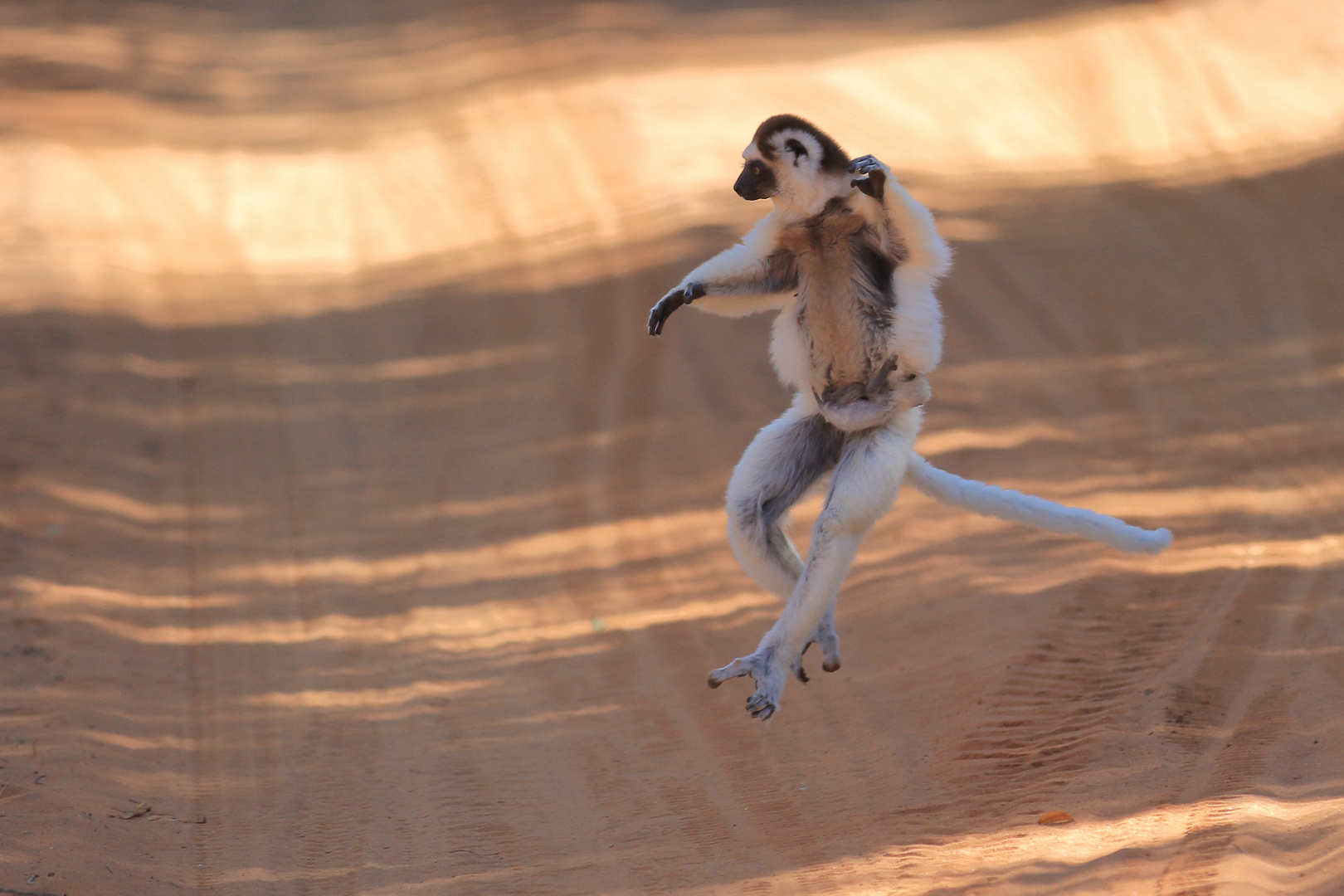 Dancing Sifaka (3/3)