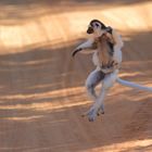 Dancing Sifaka (3/3)