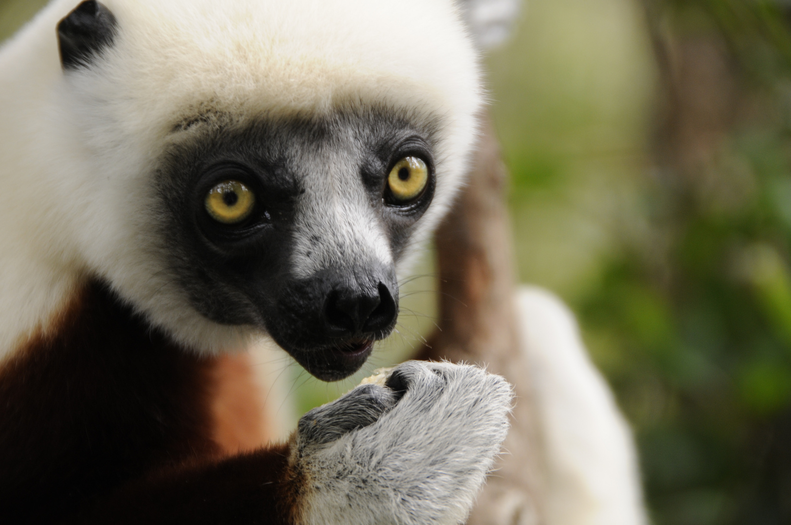 Dancing Sifaka