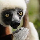 Dancing Sifaka