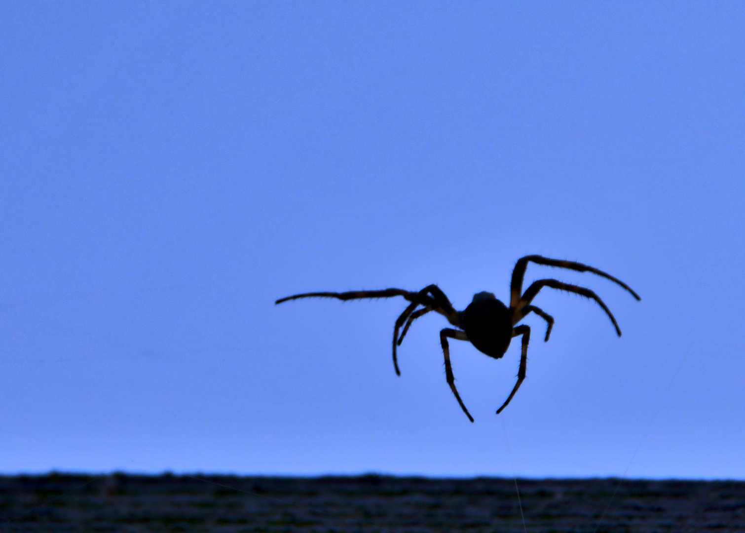 Dancing Spider