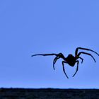 Dancing Spider