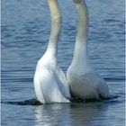 Dancing Swan´s