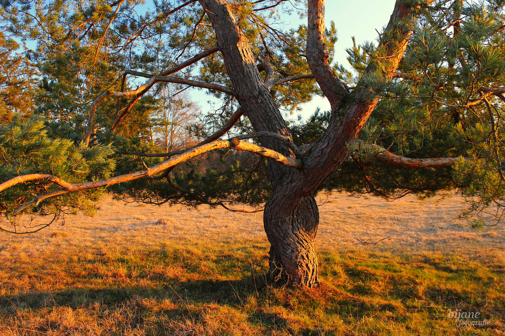 Dancing Tree