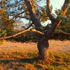 Dancing Tree