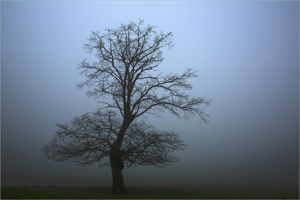 Dancing Tree