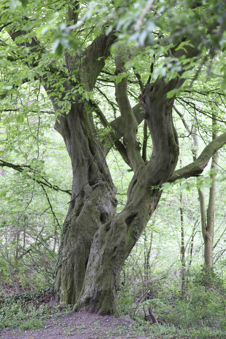 dancing trees