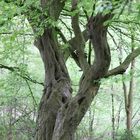 dancing trees