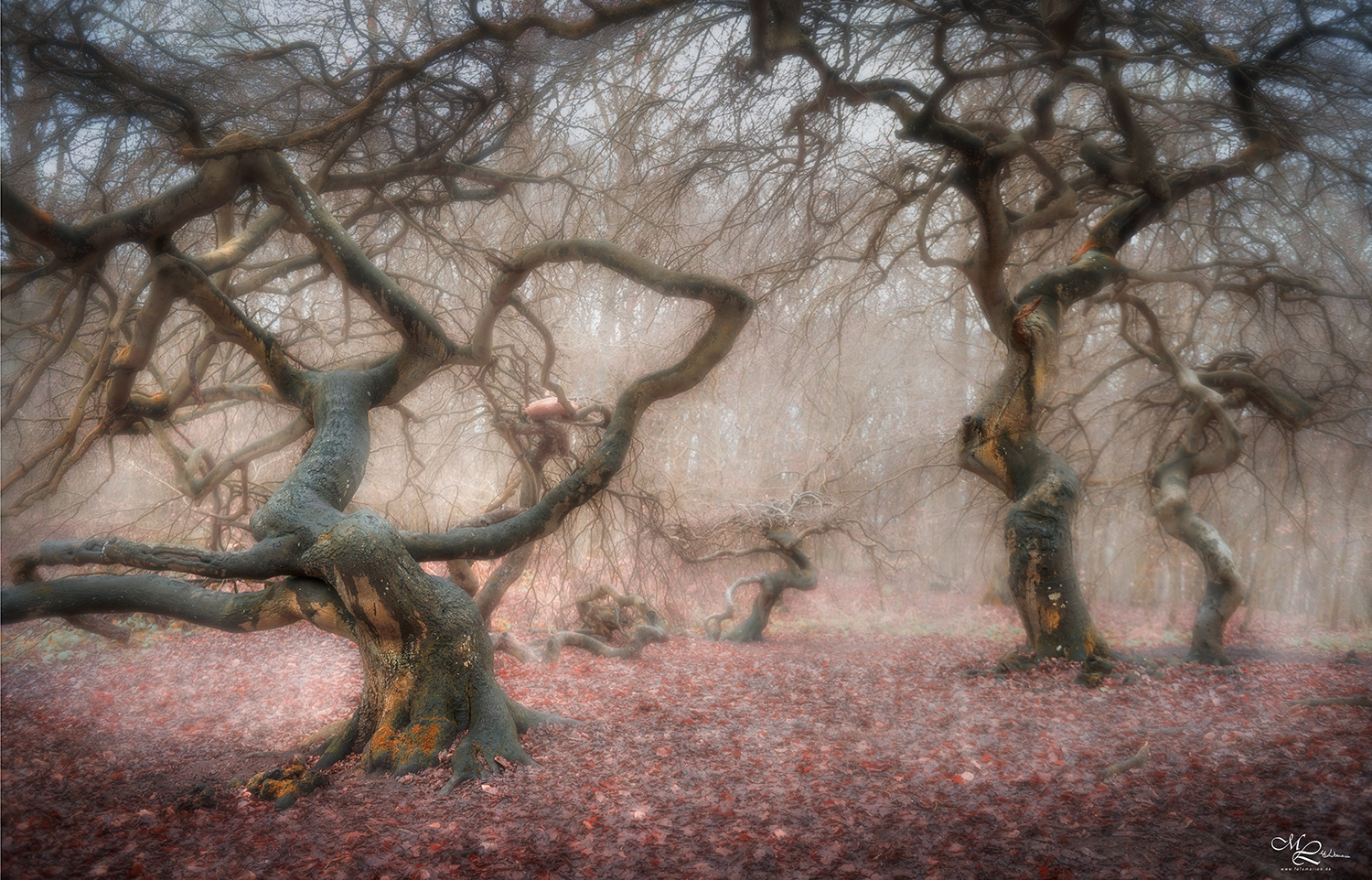 dancing trees ;-) 