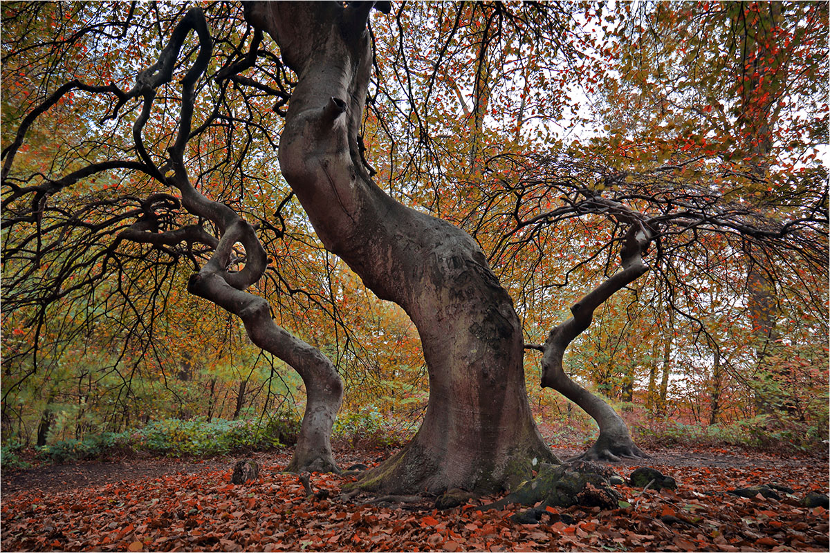 Dancing Trees