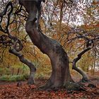 Dancing Trees