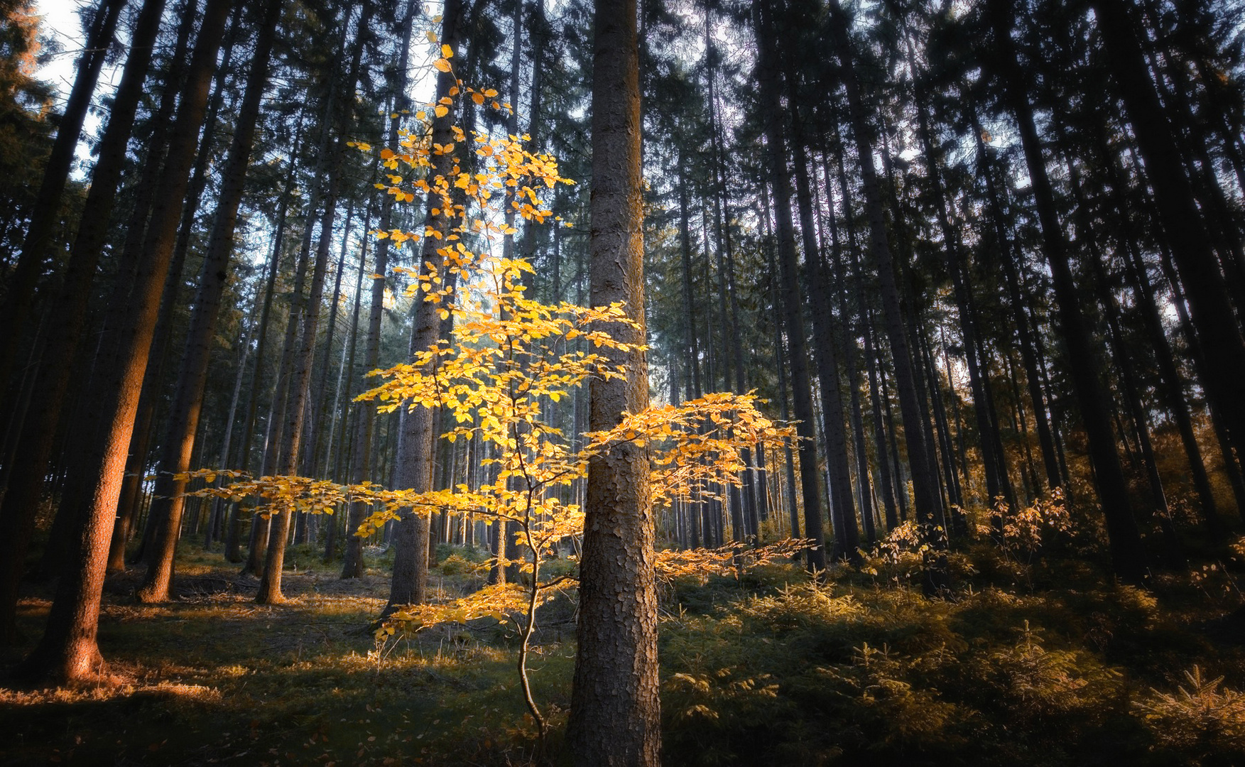 Dancing Trees