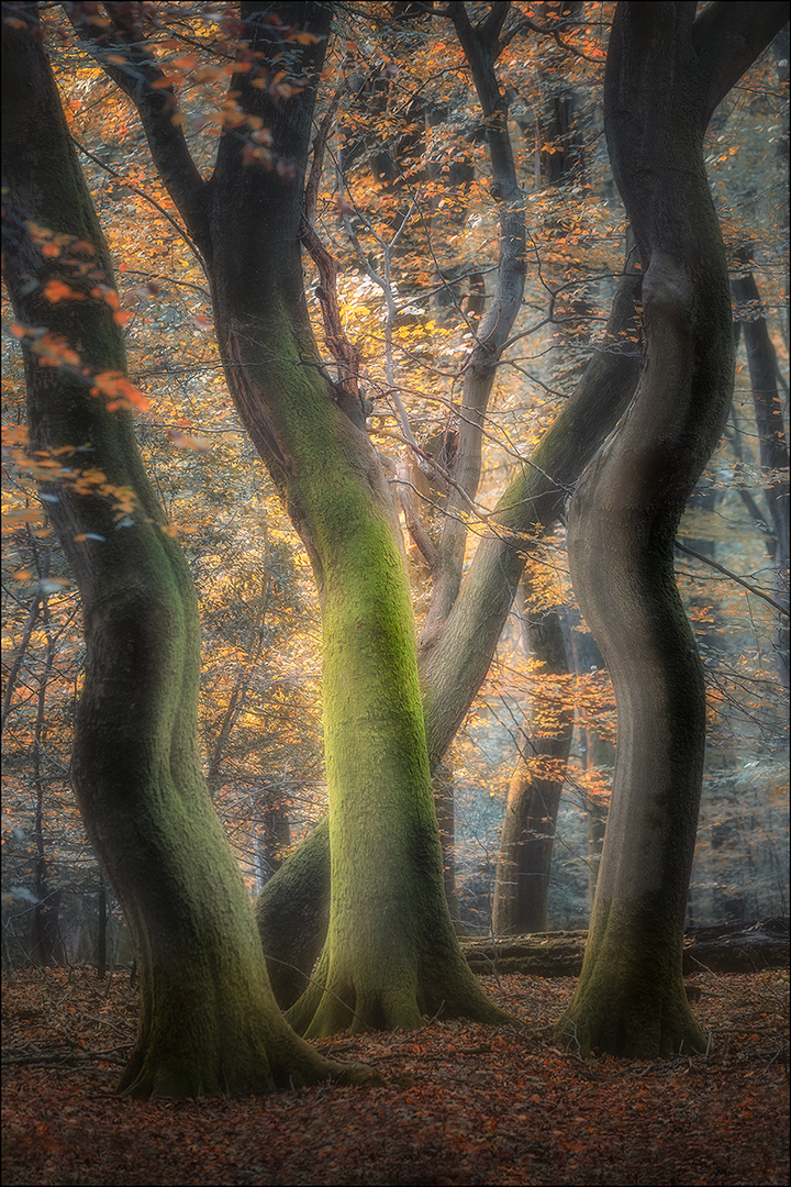 dancing trees 