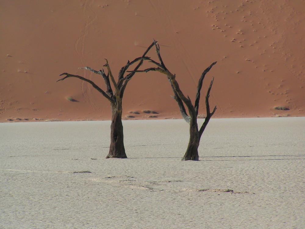 dancing trees