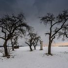 Dancing trees