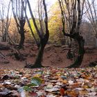 Dancing trees celebrate the Fall:)