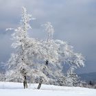 Dancing trees, (hold me closer)