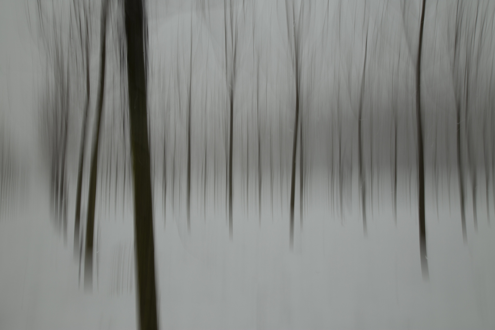 dancing trees in the snow