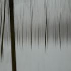 dancing trees in the snow