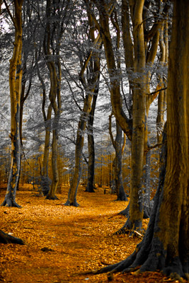 Dancing Trees nearby Ermelo Netherlands