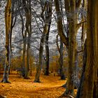 Dancing Trees nearby Ermelo Netherlands