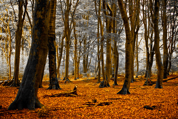 Dancing Trees nearby Ermelo Netherlands.