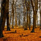 Dancing Trees nearby Ermelo Netherlands.