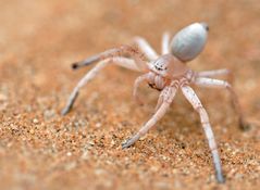 Dancing White Lady