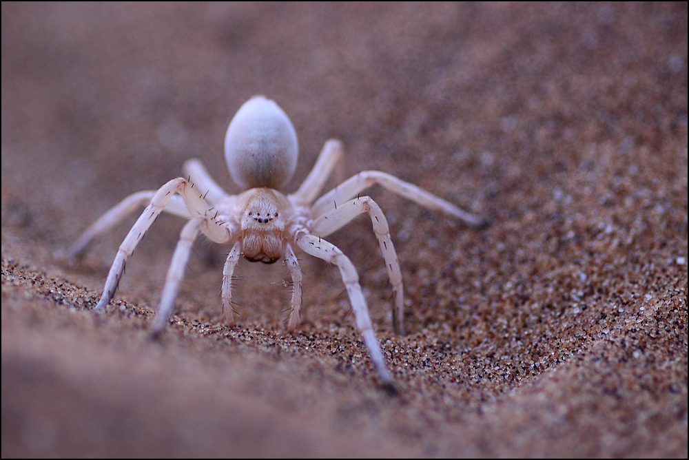 Dancing White Lady Foto & Bild africa, southern africa, namibia