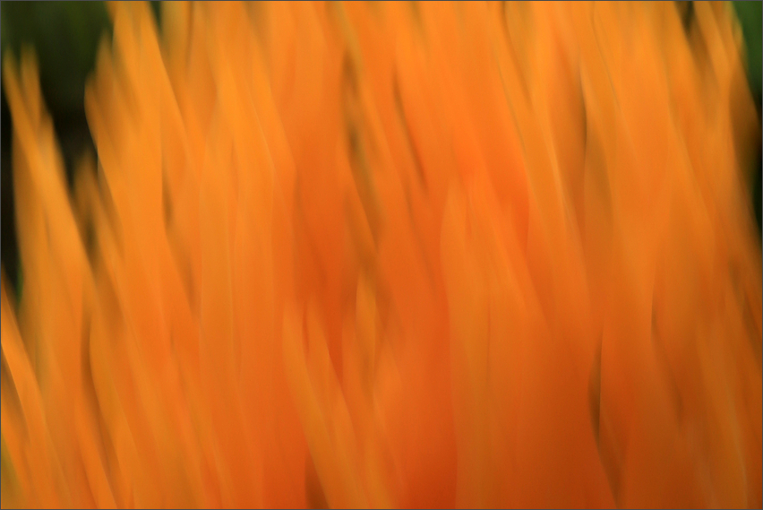 dancing with Calocera viscosa