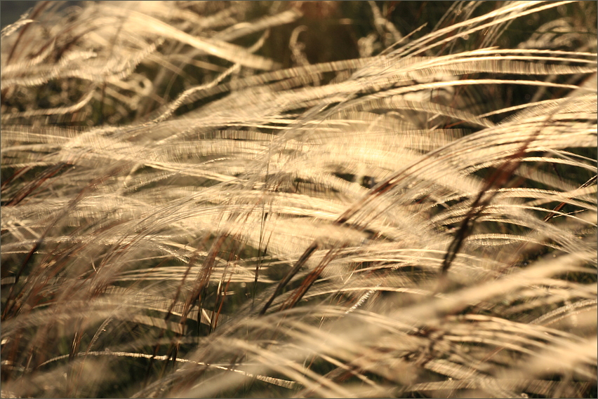 Dancing with Stipa joannis