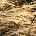 Dancing with Stipa joannis